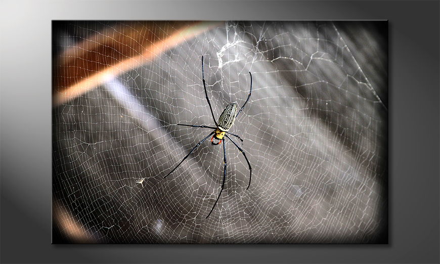 Das-Bild-Beautiful-Spider-in-6-verschiedenen-Größen