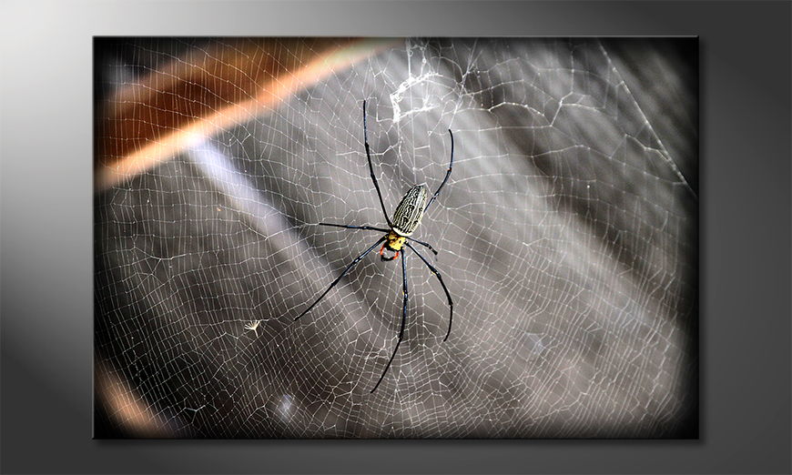 Das Bild Beautiful Spider in 6 verschiedenen Größen