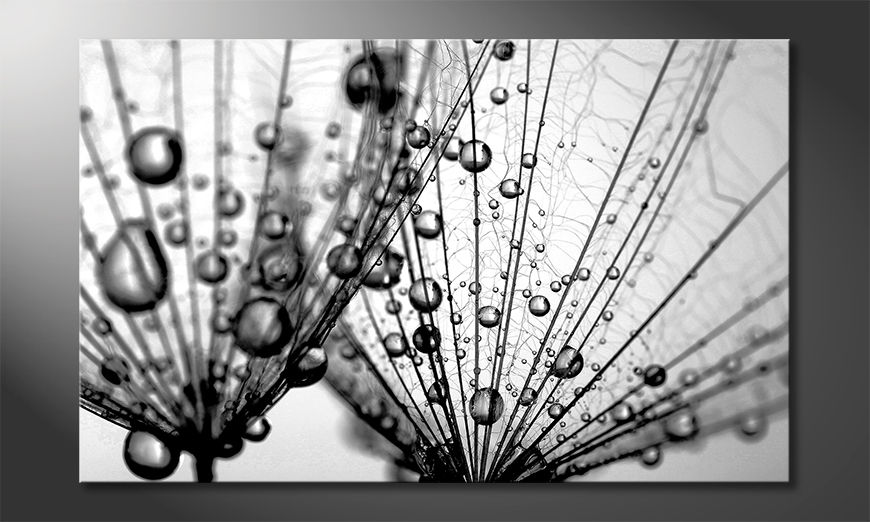 Das-Leinwandbild-Dandelion-Seeds-80x50-cm