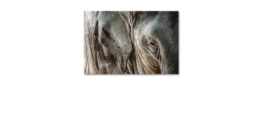 Das-Leinwandbild-Eye-of-Elephant