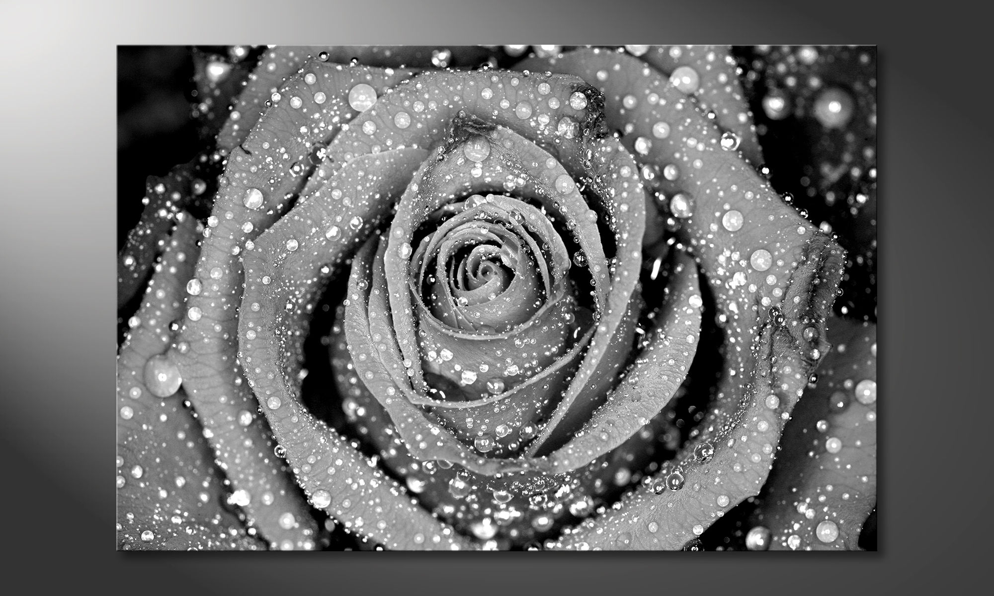 XXL 5 Bilder Rose in schwarz-weiß Bild Wandbilder 