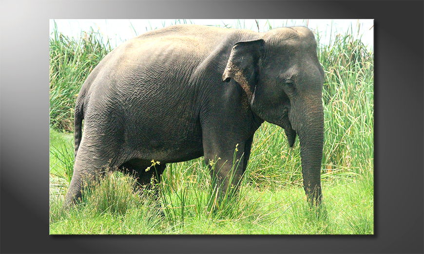 Das-Wandbild-Old-Elephant-von-George-Moringa