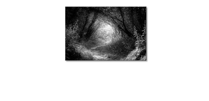 Das-schöne-Bild-Way-In-Deep-Forest