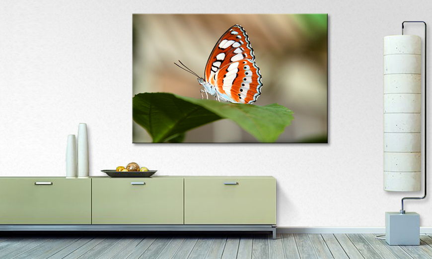 George Moringa s Orange Butterfly