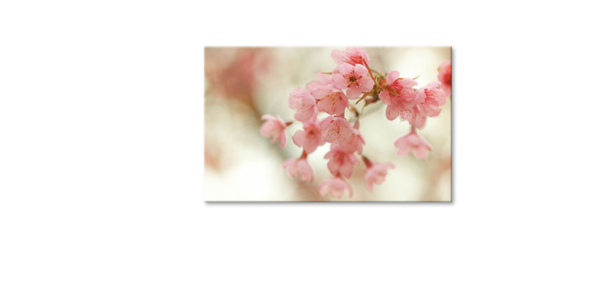 Ihr-neues-Leinwandbild-Cherry-Blossoms-80x50-cm