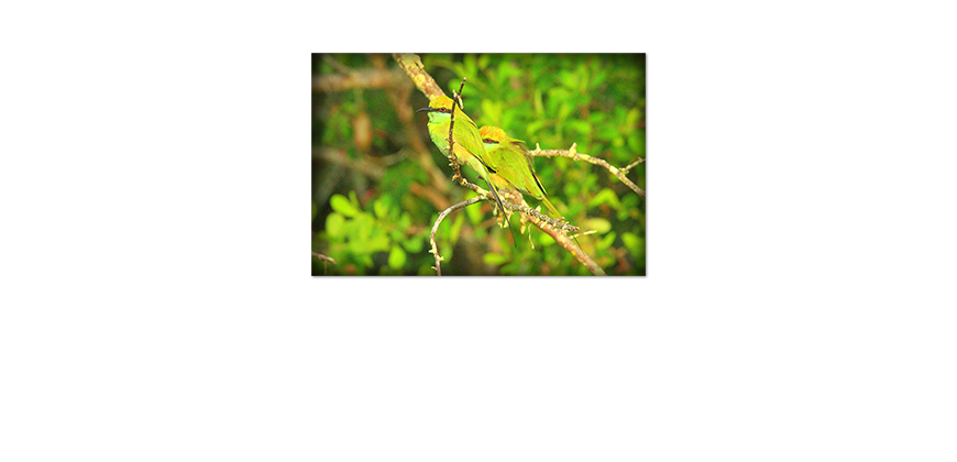 Das-beliebte-Poster-Greenbirds