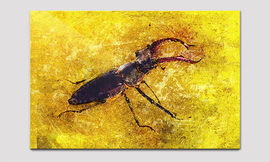 Das moderne Acrylglasbild Stag Beetle 