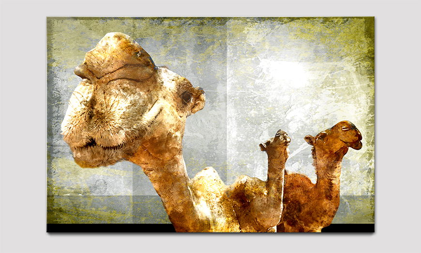 Druck hinter Acrylglasplatte Camel Gang